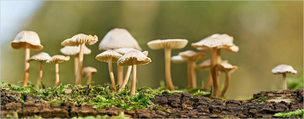 Wallario Premium Glasbild, freischwebende Optik, kräftige Farben, Größe 125 x 50 cm Motiv Pilze auf Baumstamm