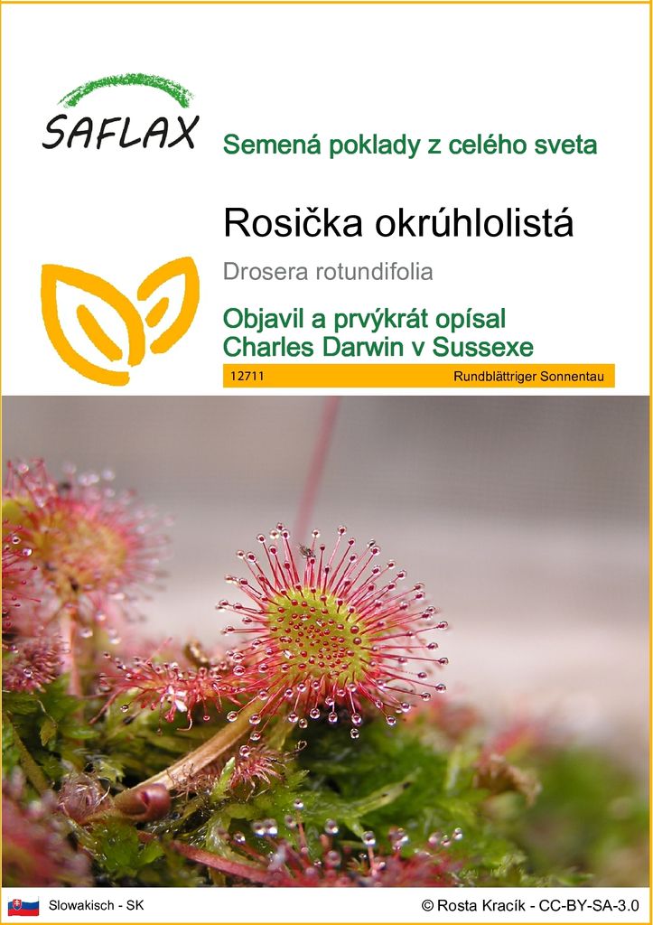 SAFLAX - Rosička okrúhlolistá - Drosera rotundifolia - 50 Obrázok produktu 