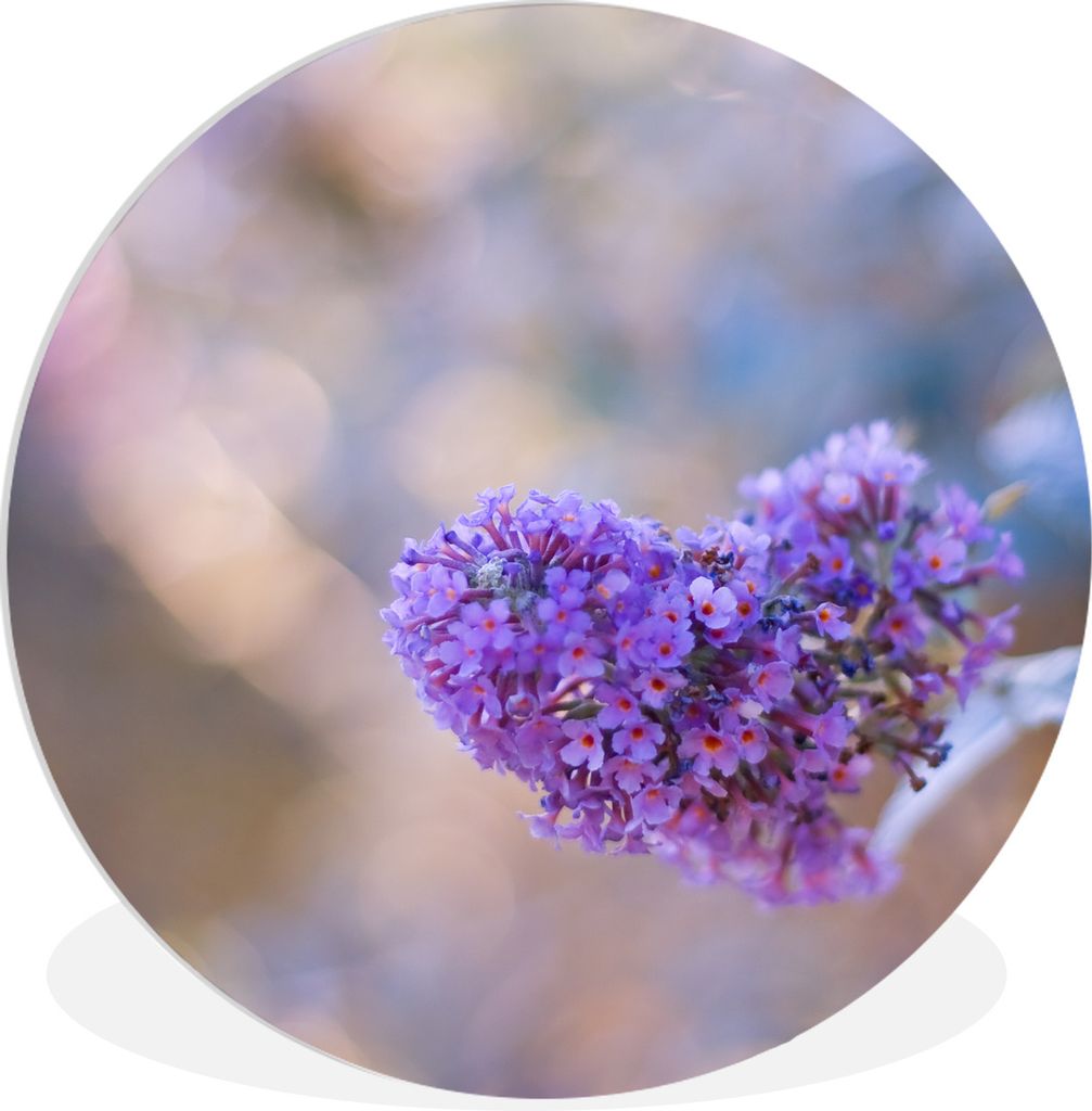 MuchoWow Rundes Wandbild - Runde Bilder Ein herzförmiger Schmetterlingsstrauch Ø 60 cm Kreis Wanddekoration Kunststoff - Wandkreis - Wandschmuc...