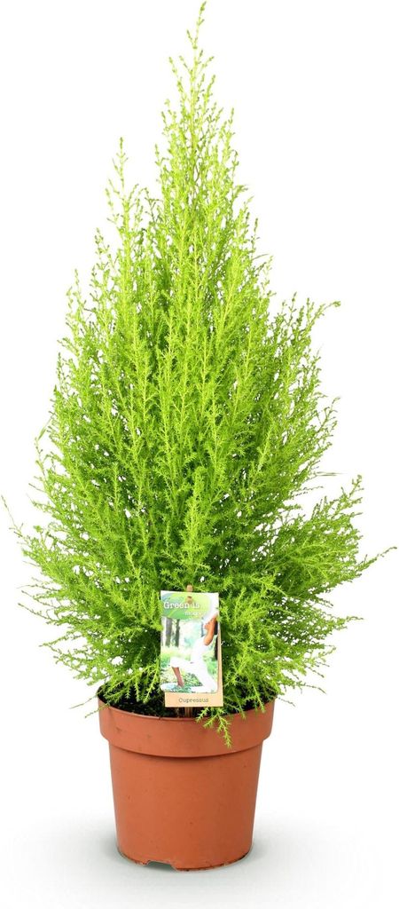 Cupressus Gold Crest Wilma – Zimmerkonifere – 21cm – Höhe 85–95cm – Pflegeleichte goldgrüne Pflanze für Wohnzimmer, Büro und moderne ...