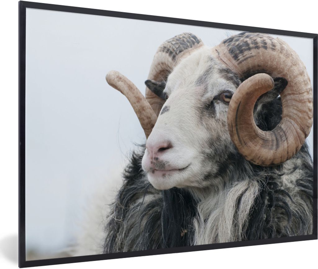 MuchoWow Gerahmtes Poster Schafe - Horn - Tiere 30x20 cm - Poster mit Schwarzem Bilderrahmen Wandposter Rahmen Foto Bilder - Kunstdruck - Bild-Po...