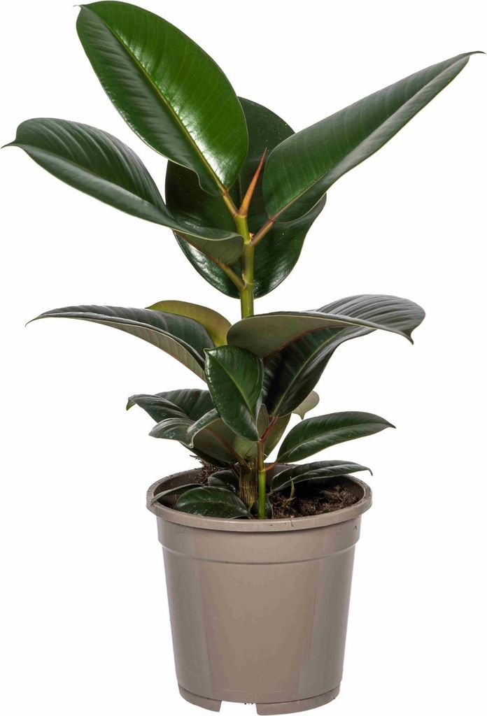 Ficus Elastica Robusta – Ø17cm – 50–60cm hohe Zimmerpflanze – Dunkelgrüner Gummibaum mit großen glänzenden Blättern – Pflegeleicht &...