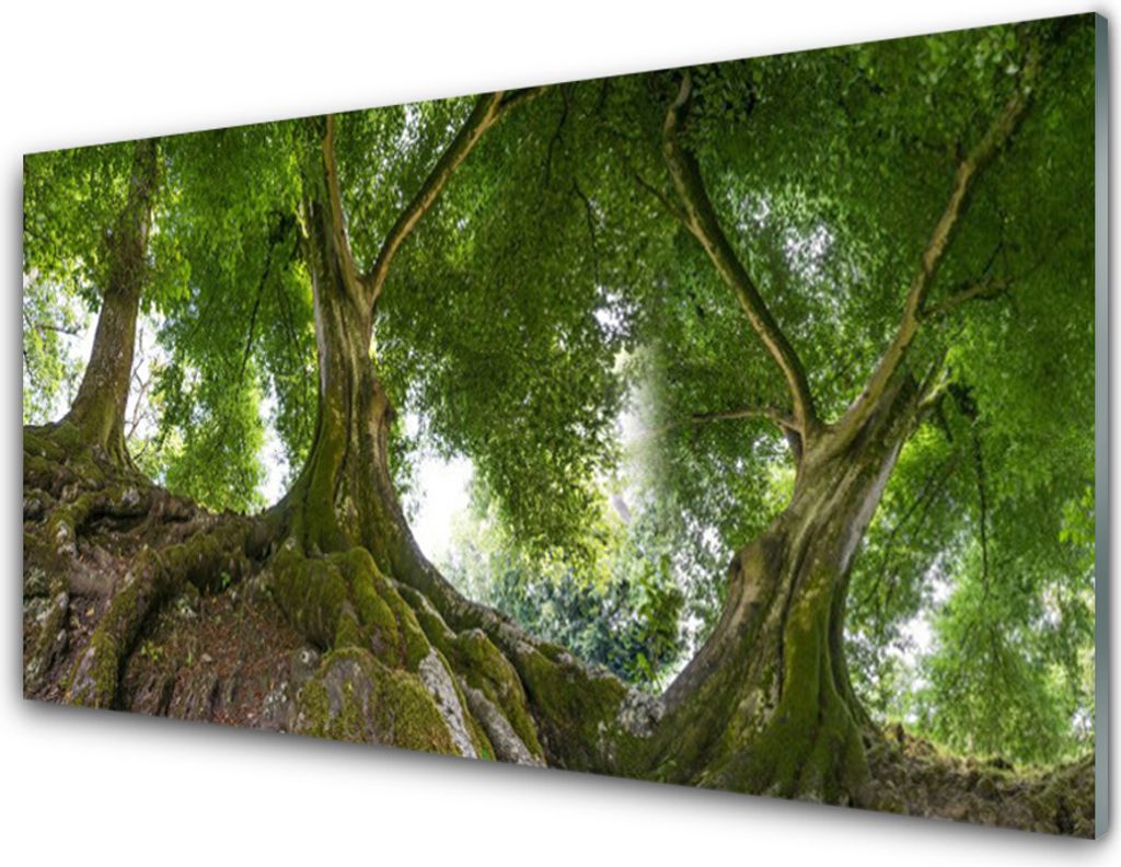 Acrylglasbilder 100x50 Wandbild Druck Bäume Natur