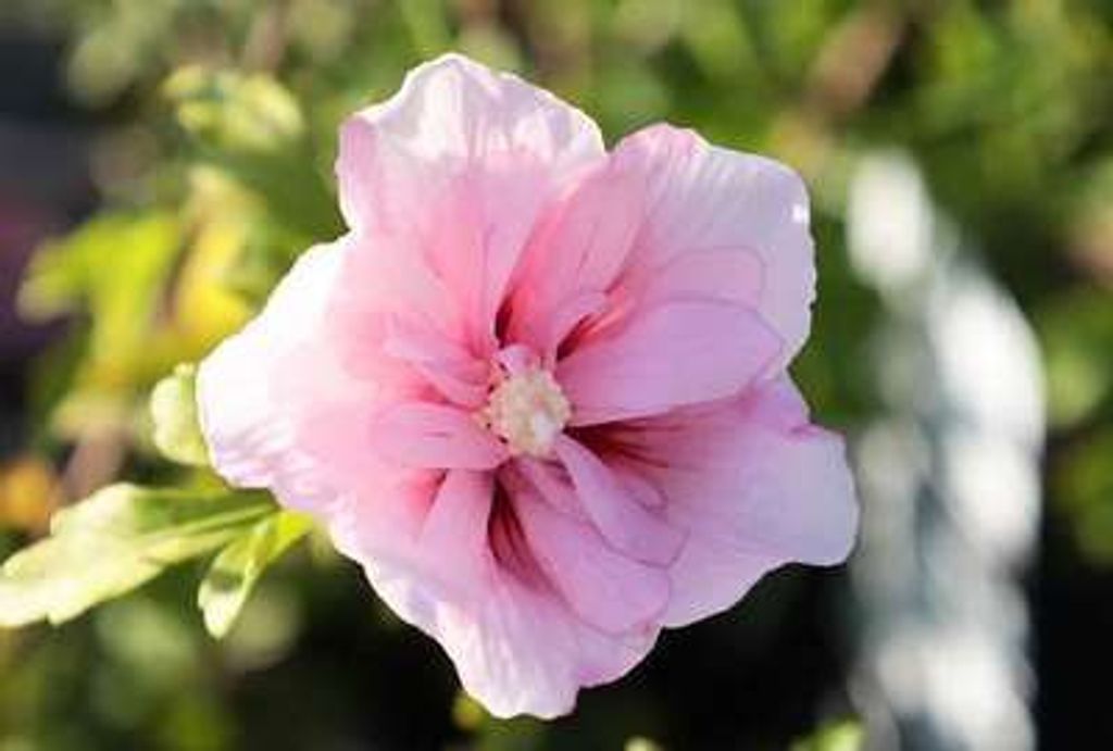 Hibiscus syr. 'Pink Giant' ( 'flogi' ) - Garteneibisch 40- 60 cm Container