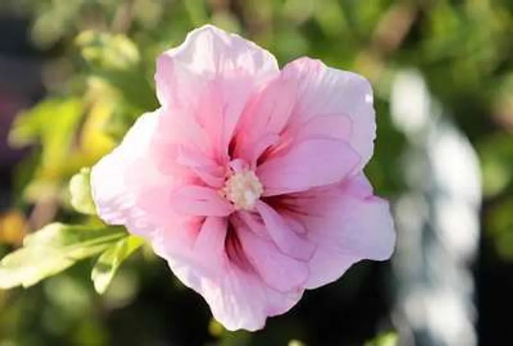 Hibiscus Pink Chiffon résistant au froid - Arbuste fleuri 40-60 cm