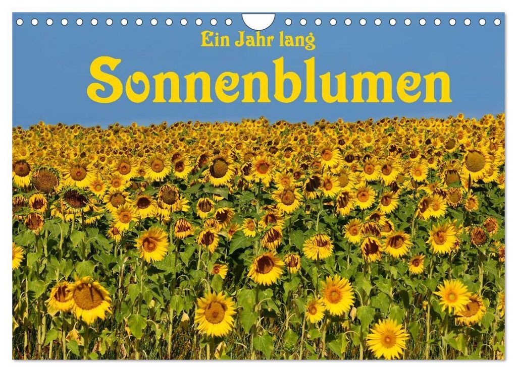 Ein Jahr lang Sonnenblumen (Wandkalender 2027 DIN A4 quer), CALVENDO Monatskalender