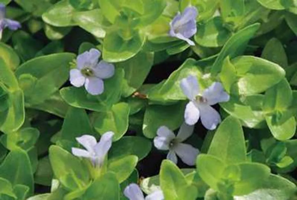 Bacopa caroliniana 6 pots 9cm - Plante anti-algues pour aquarium Tilleul bleu