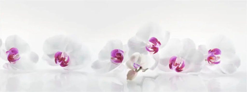 Küchenrückwand mySpotti Profix Orchidee 160 x 60 cm PX-16060-61-HB