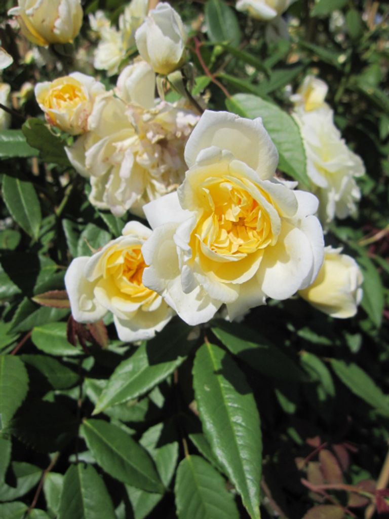 Rosa Malvern Hills - Englische Rose - David Austin Rose - Ramblerrose