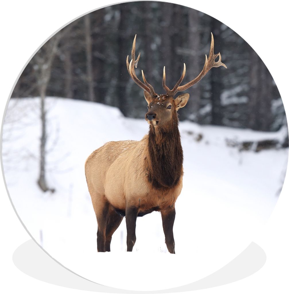 MuchoWow Rundes Wandbild - Runde Bilder Rotwild - Schnee - Winter Ø 60 cm Kreis Wanddekoration Kunststoff - Wandkreis - Wandschmuck - Wand Kreis...