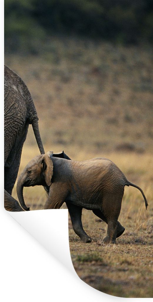 MuchoWow Wandtattoo Wandsticker Wandaufkleber Elefant - Tiere - Savanne - Natur 60x120 cm Selbstklebend und Repositionierbar - Selbstklebend - Fo...