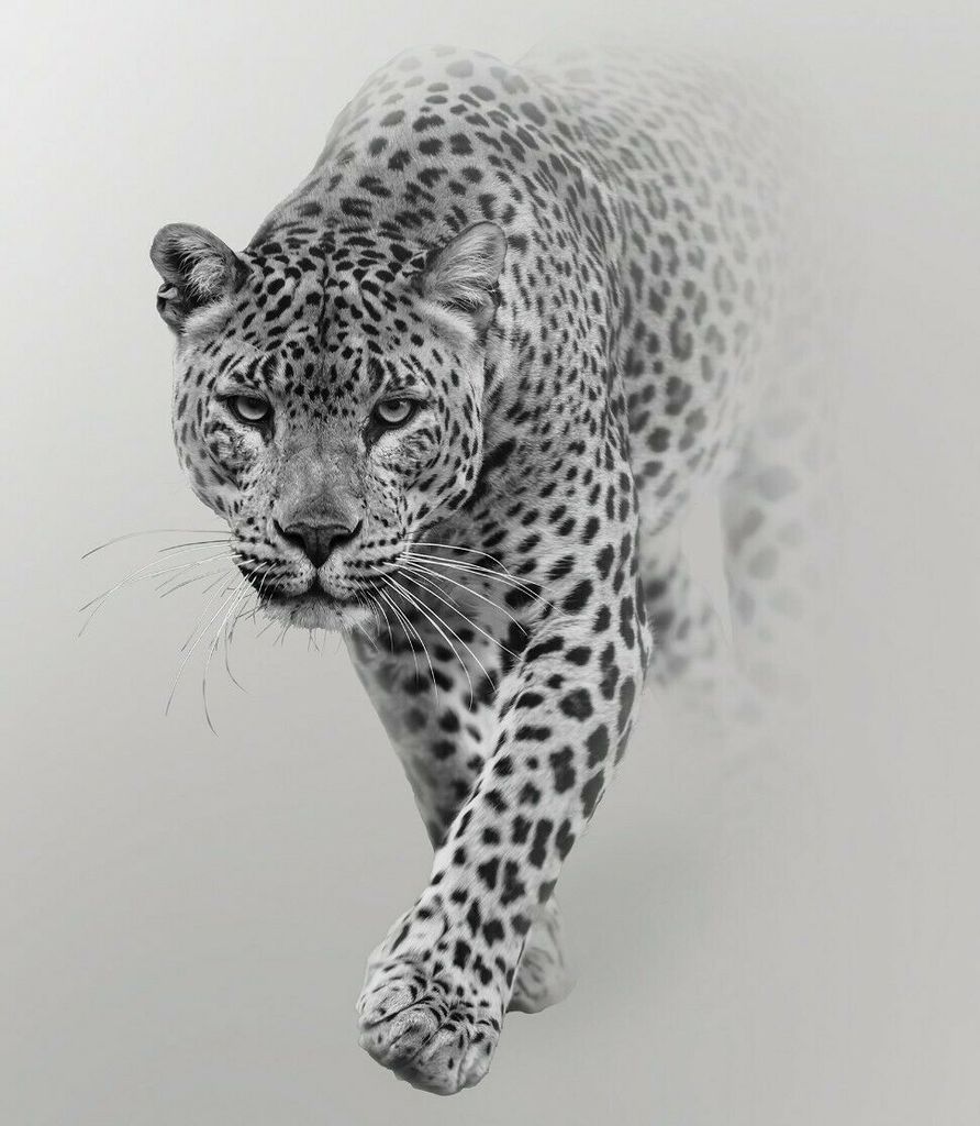 Vlies Fototapete Tiger Leopard (368x254cm - 4 Bahnen) grau Tiere Jaguar Wohnzimmer Schlafzimmer Wandtapete Modern Tapete Latexdruck UV-Beständig G...