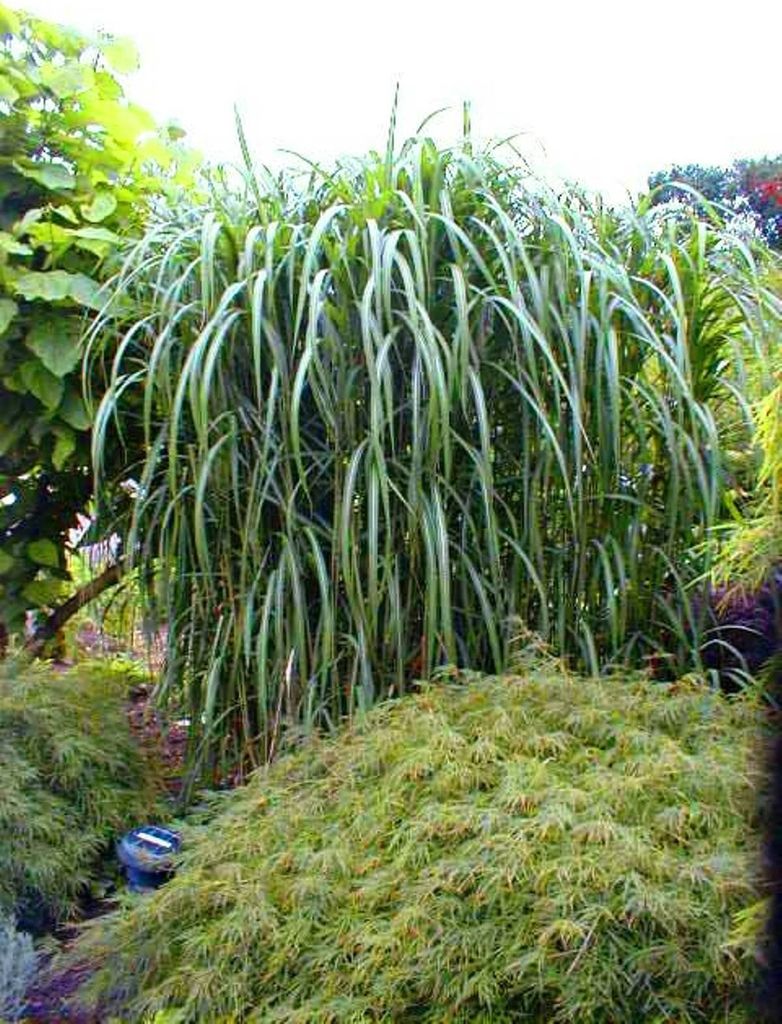 4 x Riesen Chinaschilf, ideal als Hecke und Sichtschutz, Produktbild 