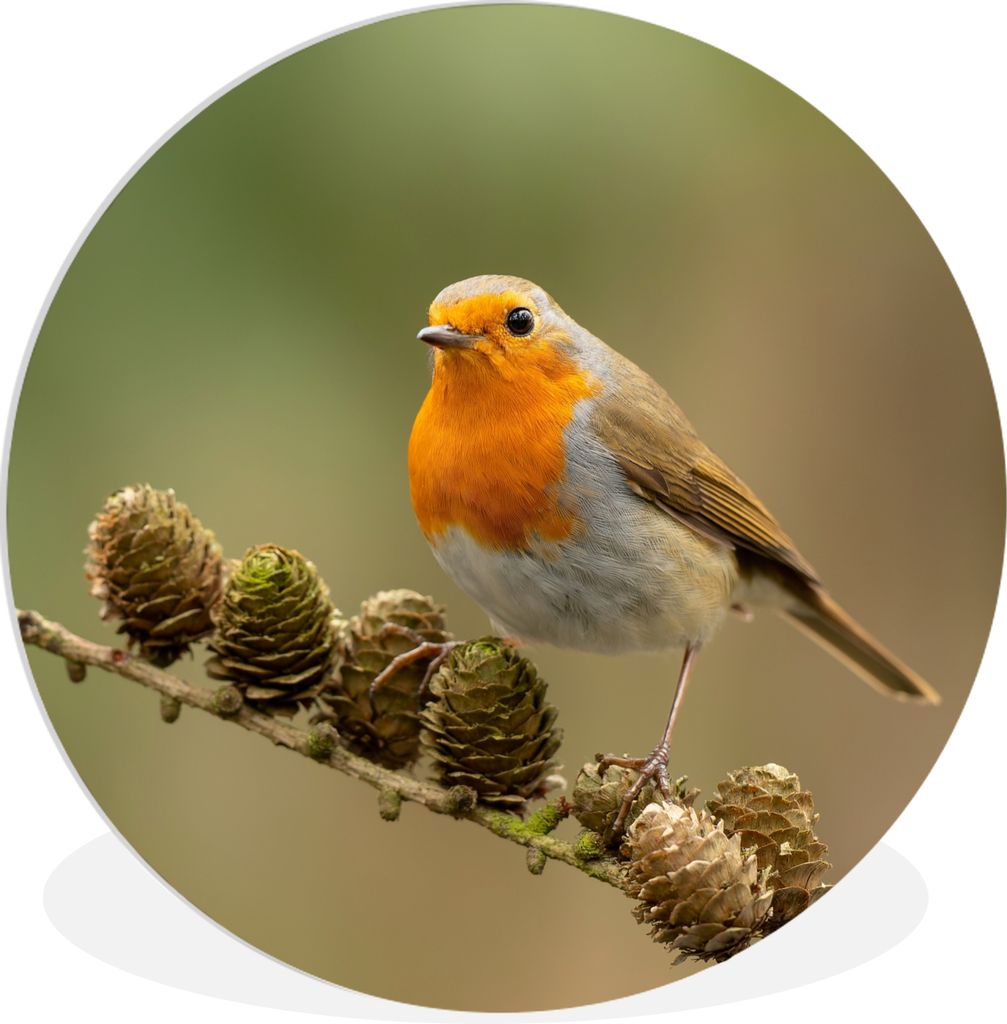 MuchoWow Rundes Wandbild - Runde Bilder Vogel - Rotkehlchen - Tannenzapfen - Zweig - Herbst Ø 30 cm Kreis Wanddekoration Kunststoff - Wandkreis ...