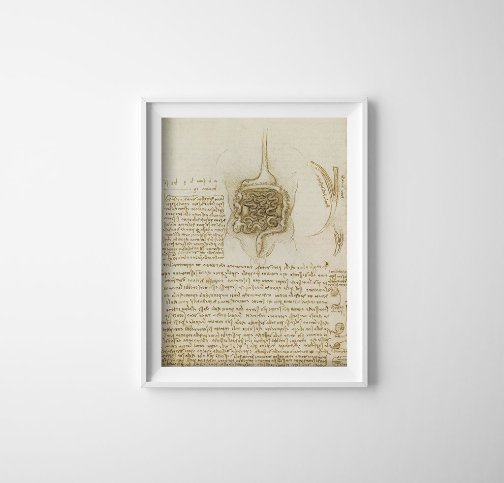 Poster - Canvas - Leinwand - 29,7 cm x 42 cm - Da Vinci Der Magen-Darm-Trakt