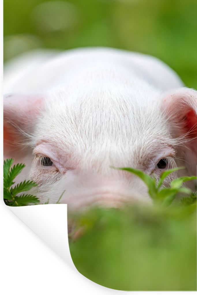 MuchoWow Wandtattoo Wandsticker Wandaufkleber Schwein - Tiere - Groß 40x60 cm Selbstklebend und Repositionierbar - Wierderverwendbar - Selbstkle...