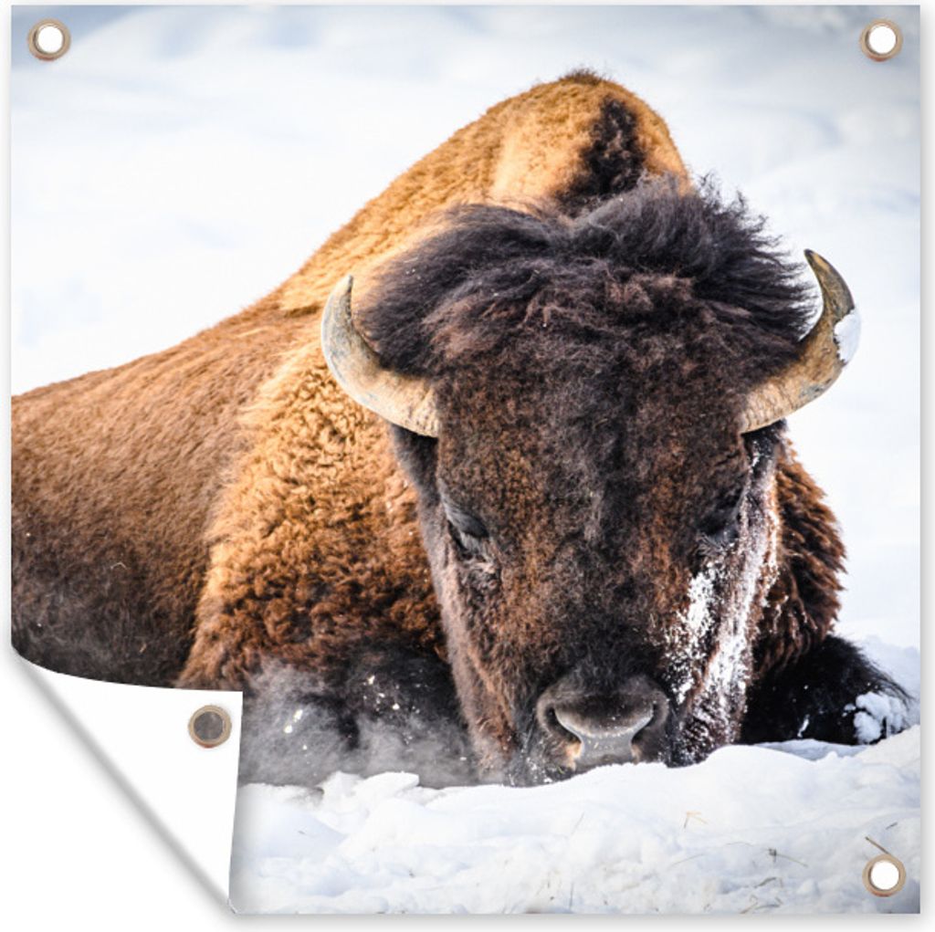MuchoWow 100x100 cm Outdoor-Poster Gartendeko Sichtschutz Garten Poster für den Garten Amerikanische Bisons im Winter