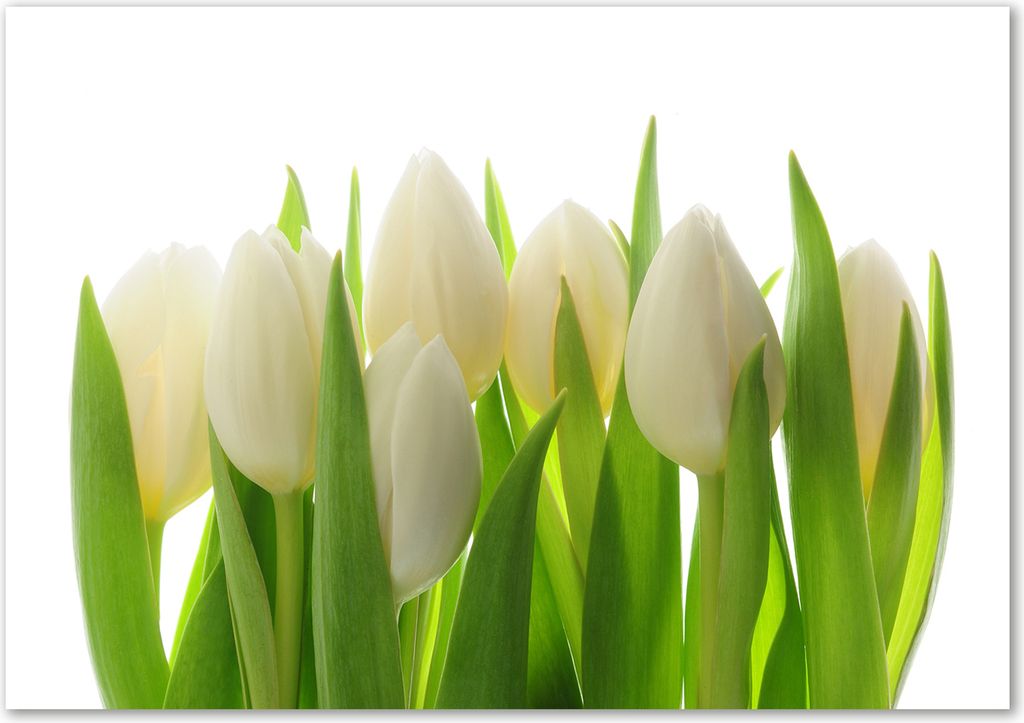 Tulup Leinwandbild - 100x70 cm - Wandkunst - Drucke auf Leinwand - Leinwanddruck - Blumen & Pflanzen - Grün - Tulpen