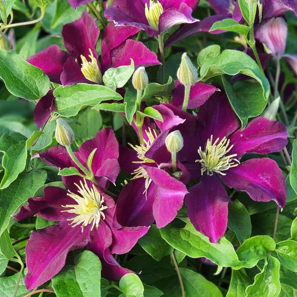 Clematis 'Warschau Nike', dunkelviolett-violett, samtige Blüten, robust, 2-3m Wuchshöhe, 12-14cm Blütendurchmesser, 1L
