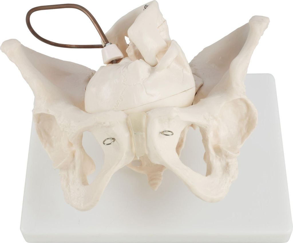 Anatomie Modell Model Weiblich Skelett Geburt Demonstration Produktbild 