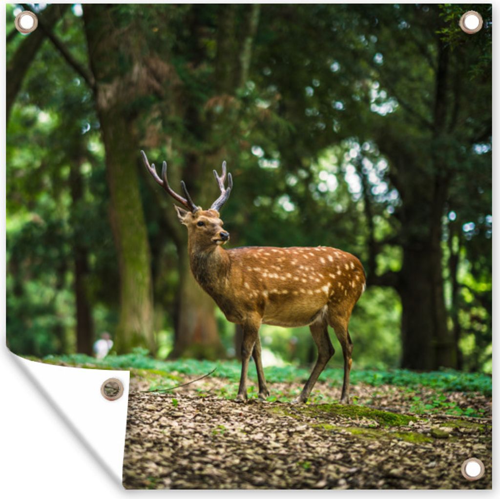 MuchoWow 50x50 cm Outdoor-Poster Gartendeko Sichtschutz Garten Poster für den Garten Rotwild - Wald - Tier