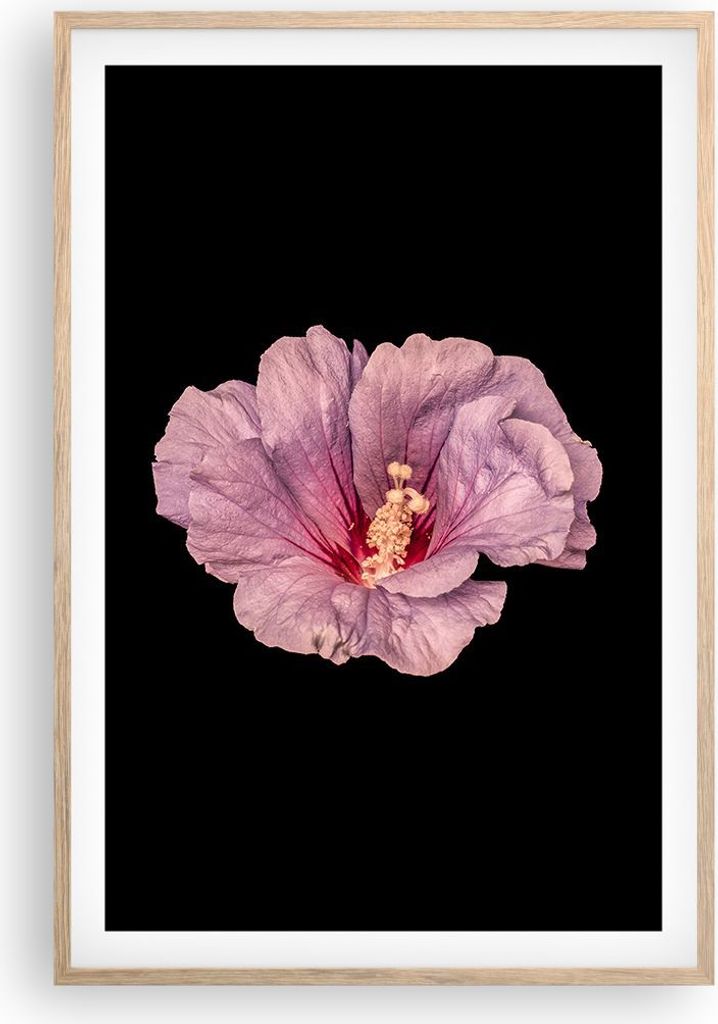 Gerahmtes Poster - Rahmen in heller Eiche - Hibiskus Blume Rosa - 61x91,5 cm - Wand Bild - Wanddeko - Wandbilder - Kunstposter - Wandposter - Bilde...