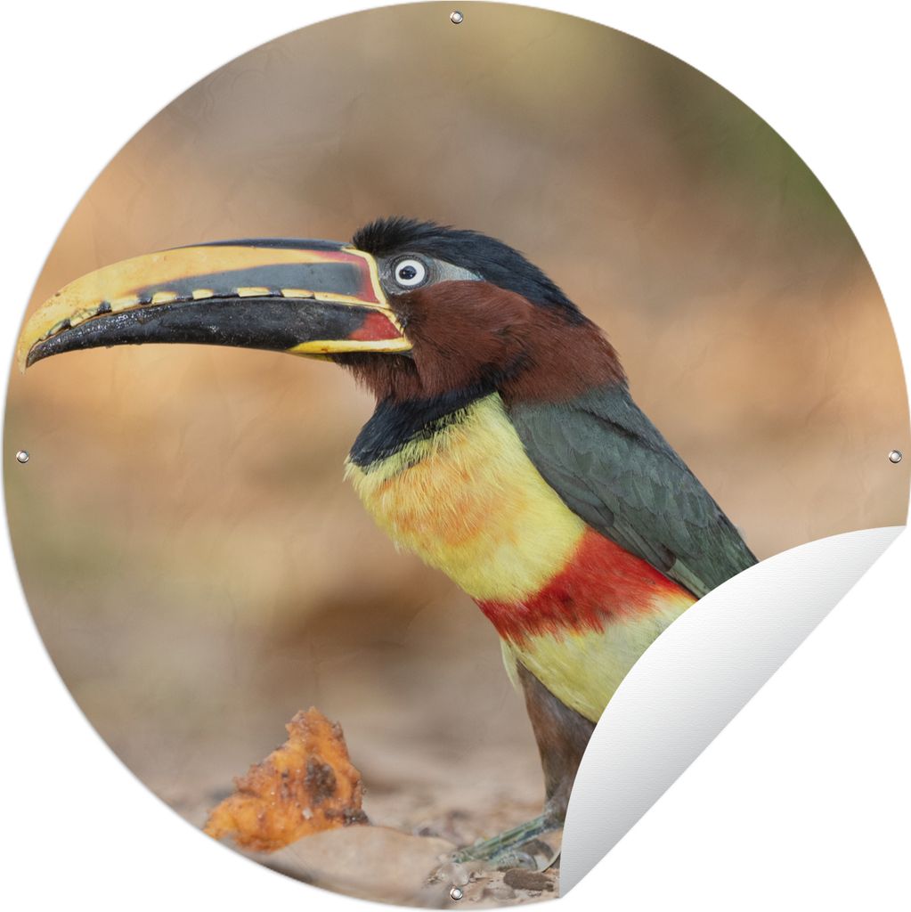 MuchoWow Gartenposter Outdoor-Poster Rund Vogel - Tukan - Federn - Natur Ø 90 cm Gartendeko Rundes Poster draußen
