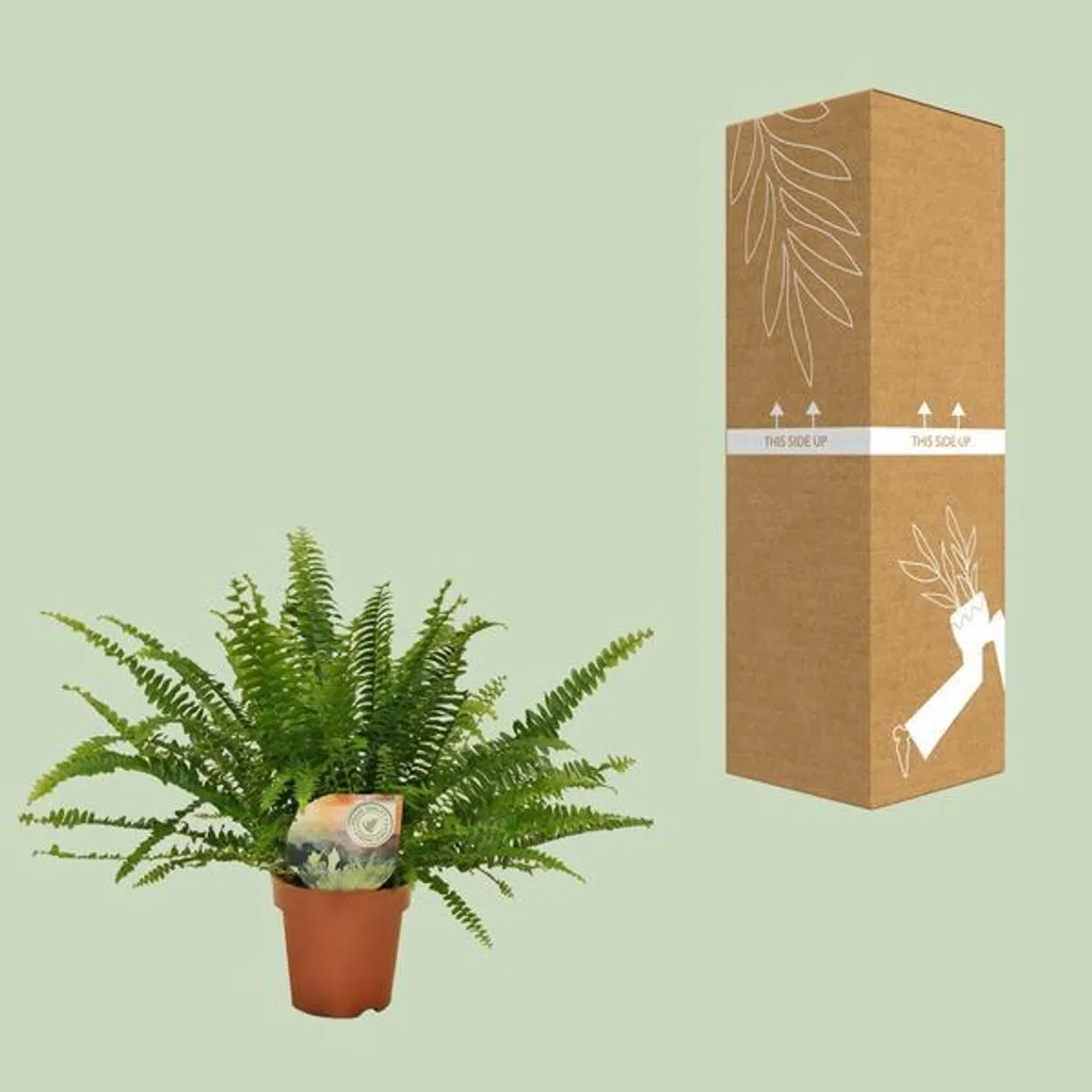 Fougère Nephrolepis Green Lady : Solution air sec et manque de lumière - 4
