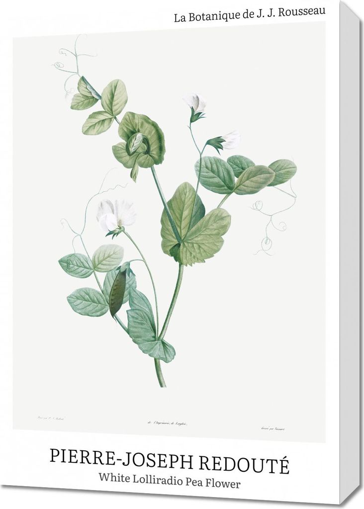 Bild 50x70cm Design Lolliradio Pea Flower, Redoute Vintage für das Wohnzimmer