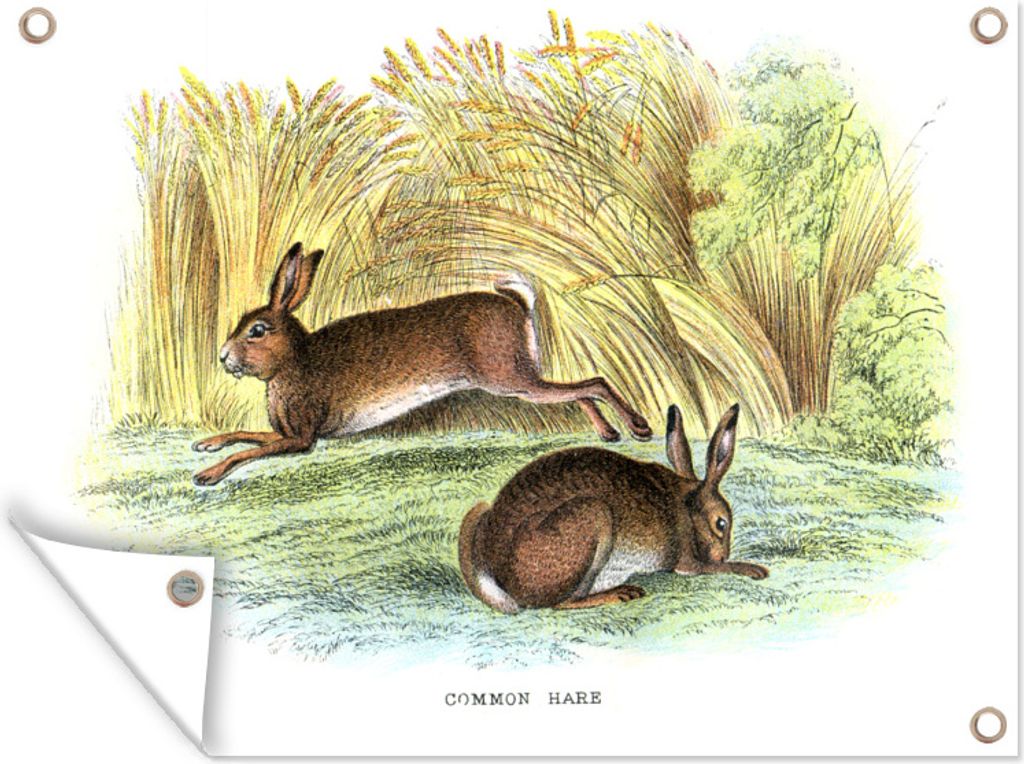 MuchoWow 80x60 cm Outdoor-Poster Gartendeko Sichtschutz Garten Poster für den Garten Hase - Illustration - Jahrgang
