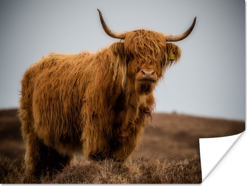 MuchoWow Poster Schottischer Highlander - Düne - Gras 120x90 cm - Wandbild