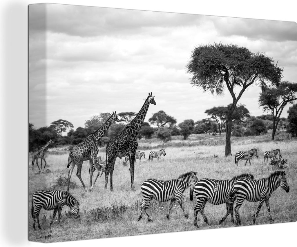 OneMillionCanvasses - Leinwandbilder - 140x90 cm, Giraffen und Zebras zusammen in den Savannen des Serengeti-Nationalparks - schwarz und weiß, W...