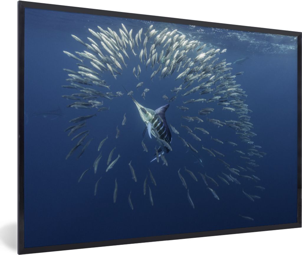 MuchoWow MuchoWow Gerahmtes Poster Wasser - Sardinen - Tiere 90x60 cm - Poster mit zchwarzem Bilderrahmen - Fotorahmen - Foto-Plakat