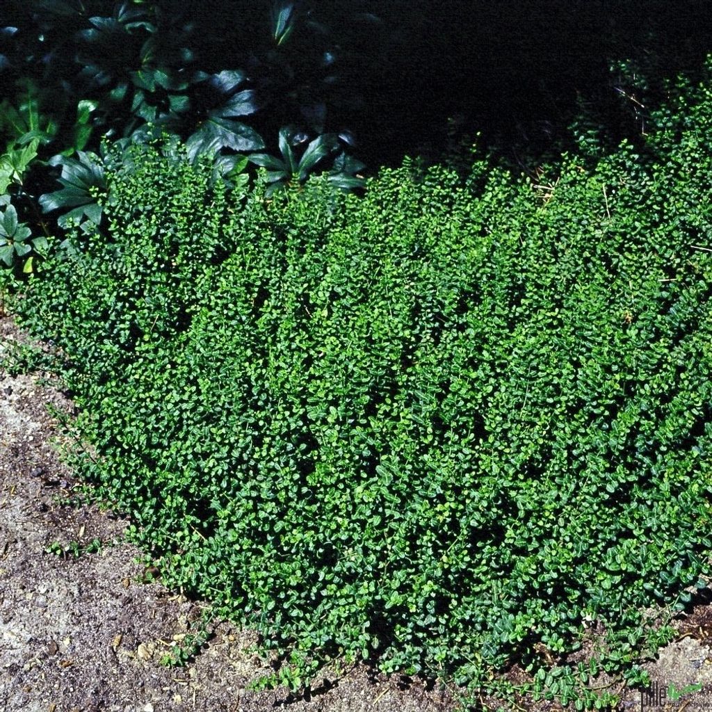 Euonymus Minimus Spindelstrauch Kaufland De