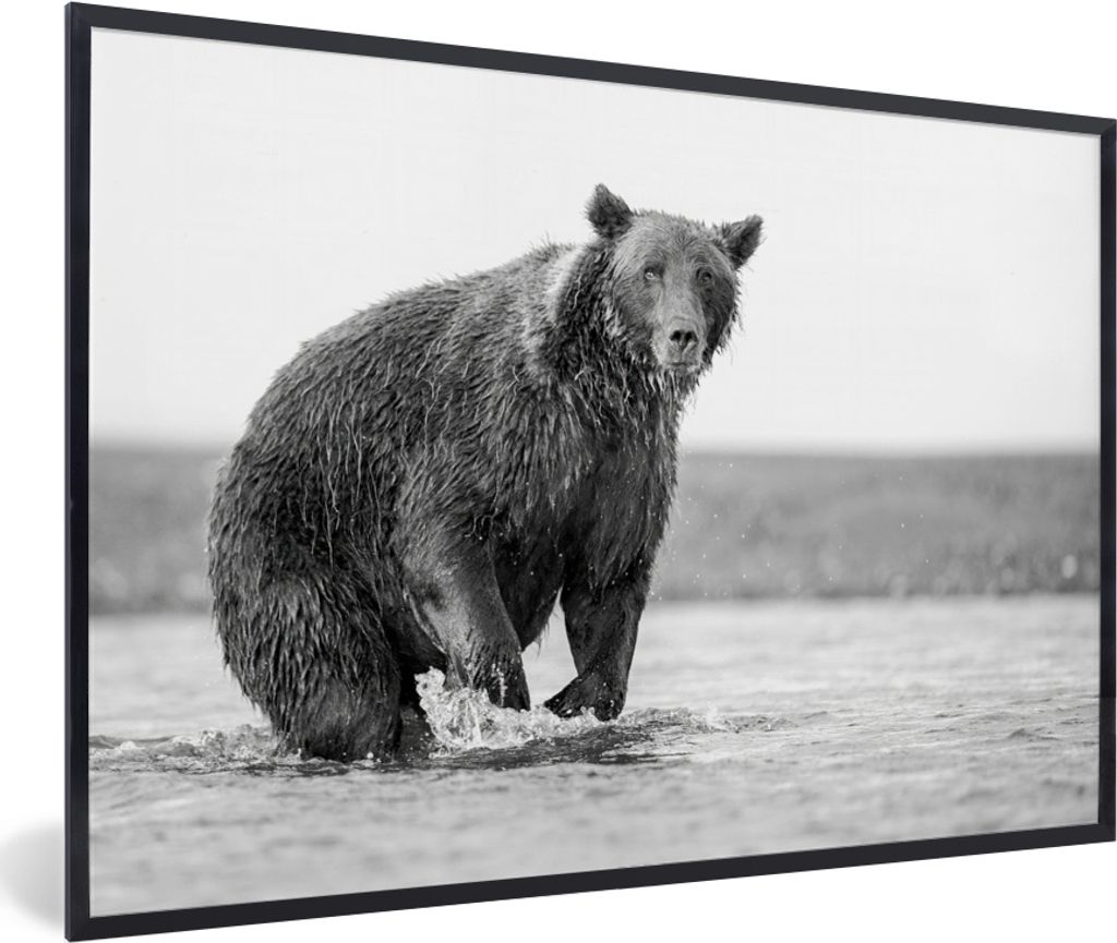 MuchoWow MuchoWow Gerahmtes Poster Bär - Fisch - Wasser 90x60 cm - Poster mit zchwarzem Bilderrahmen - Fotorahmen - Foto-Plakat