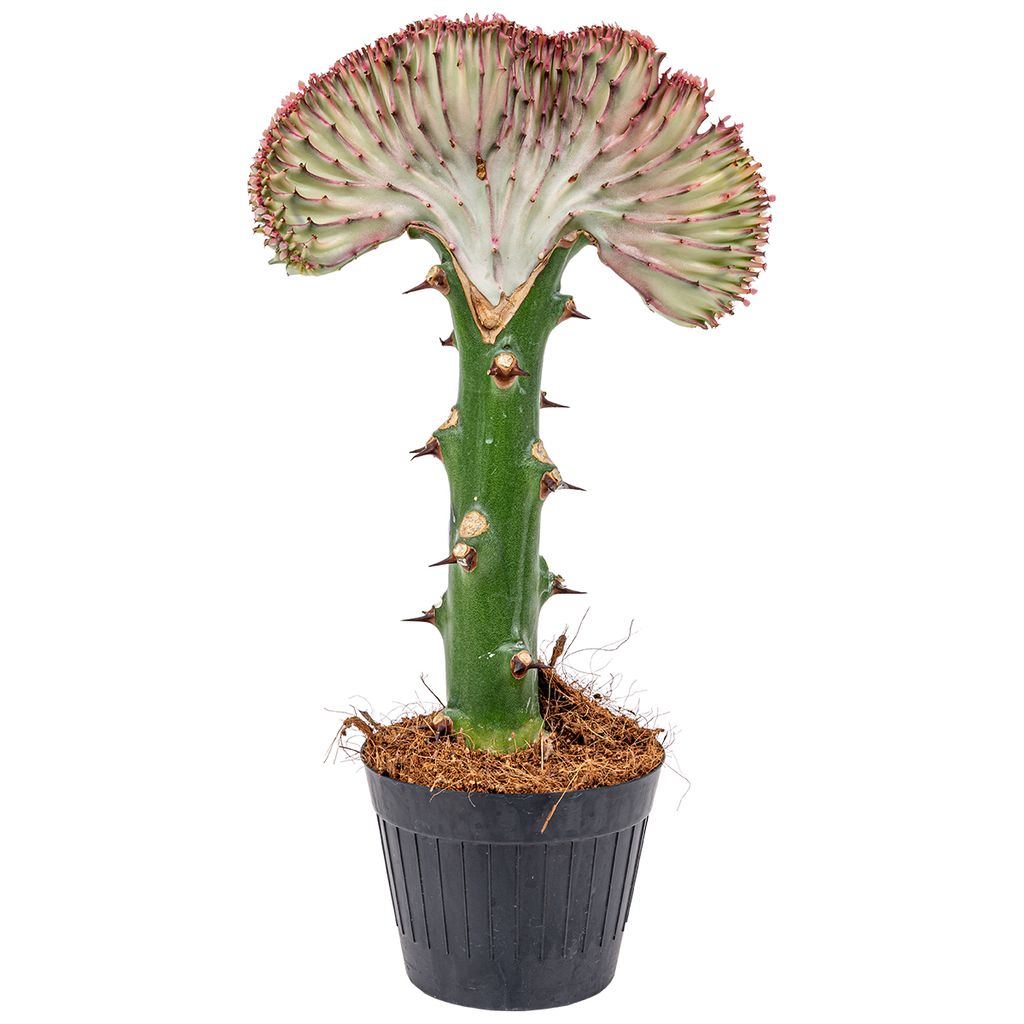 euphorbia lactea 'cristata' | kaktus pro stück - zimmerpflanze im  aufzuchttopf cm11 cm - ↕30 cm