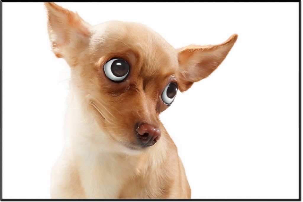 Wallario Wandbild Lustiger Hund mit fliegenden Ohren, Größe: 61 x 91,50 cm, Poster mit schwarzem Aluminiumrahmen