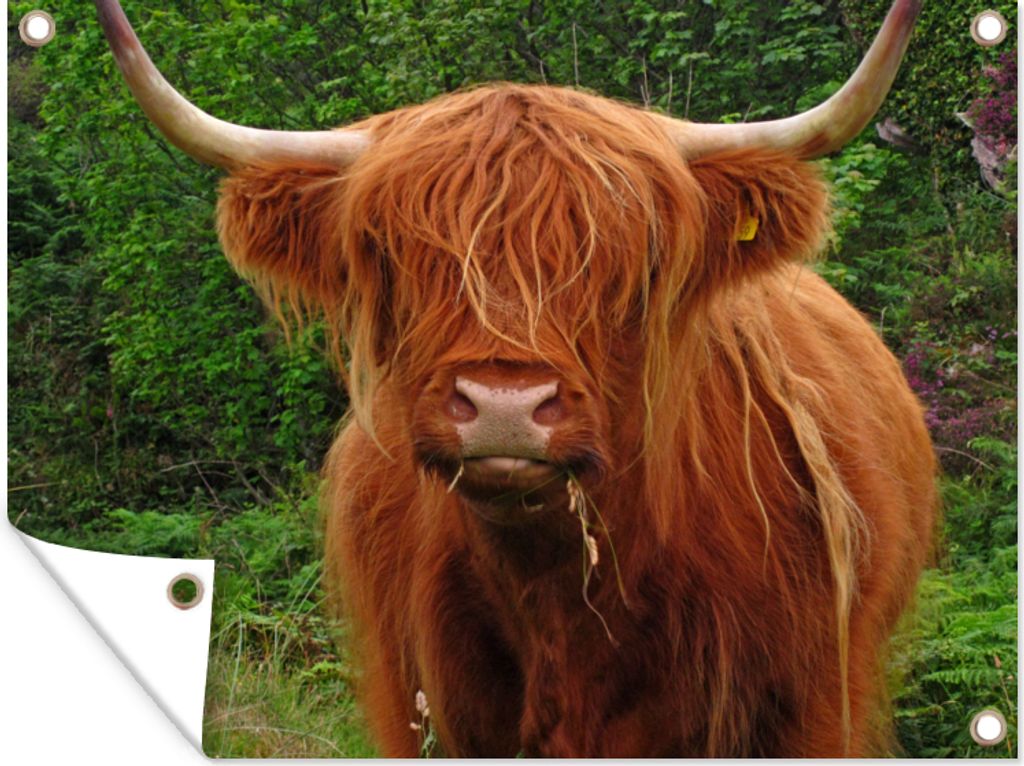 MuchoWow 40x30 cm Outdoor-Poster Gartendeko Sichtschutz Garten Poster für den Garten Schottischer Highlander - Kuh - Gras