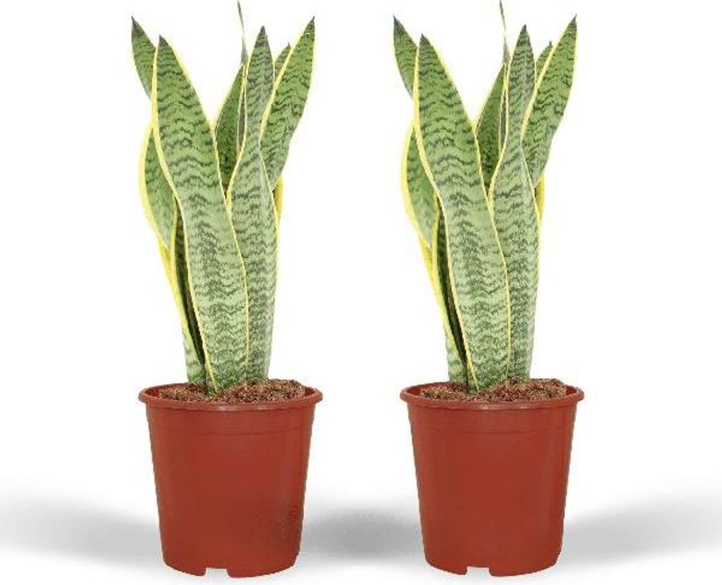 Bogenhanf Sansevieria Laurentii 2 Pflanzen luftreinigend Ø14cm 40cm pflegeleicht