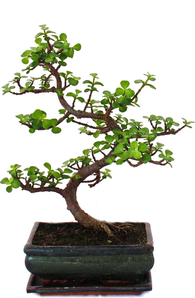 Bonsai - Portulacaria afra - Jadeitowe drzewko - Slon Zdjęcie produktu 