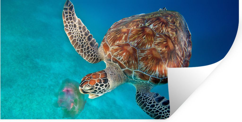 MuchoWow Wandtattoo Wandsticker Wandaufkleber Grüne Schildkröte mit Qualle 160x80 cm Selbstklebend und Repositionierbar - Sticker - Dekorfolie