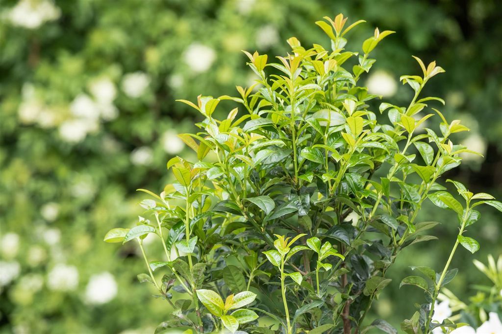Prunus laurocerasus 'Green Torch', Kirschlorbeer, 60–80 cm