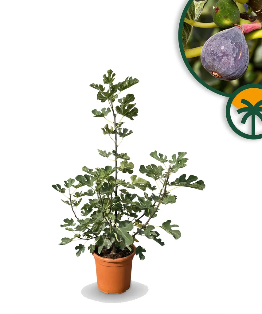 Figuier Idéal pour Jardin ou Balcon Ficus Carica - Arbuste Fruitier 18L