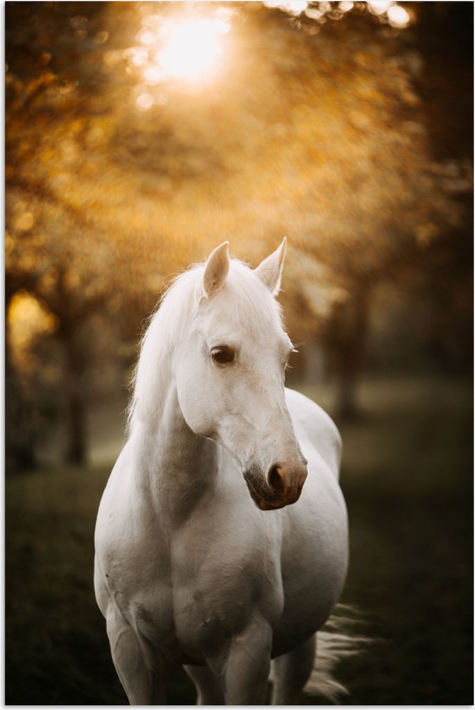 MuchoWow Poster Pferd - Sonne - Herbst - Tiere - Natur 80x120 cm - Papierdruck