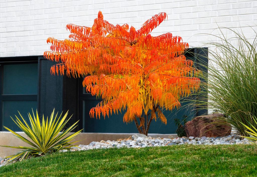 Rhus typhina 'Tiger Eyes', zlatolistý sametový strom, výška Obrázok produktu 