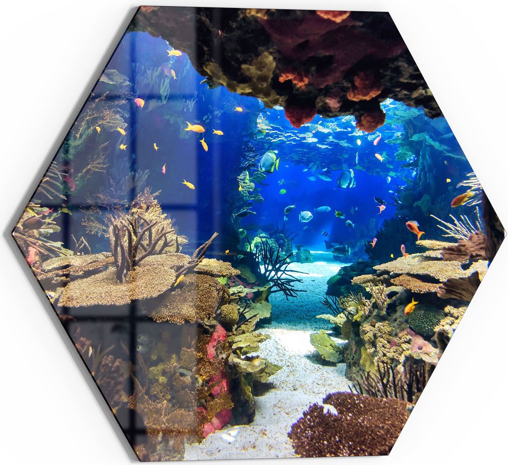 DEQORI Glasbild Echtglas 40x35 cm 'Exotisches Aquarium' Wandbild Bild modern Deko