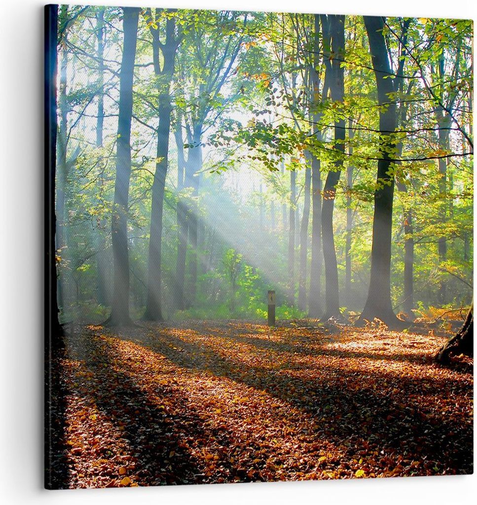 Bild auf Leinwand - Leinwandbild - Wald Blätter Sonne - 50x50cm - Wand Bild - Wanddeko - Wandbilder - Leinwanddruck - Bilder - Kunstdruck - Wandde...