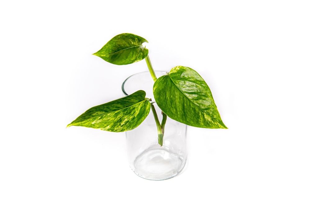 Gardners Epipremnum Marble Queen - odrezky na zakorenenie Obrázok produktu 