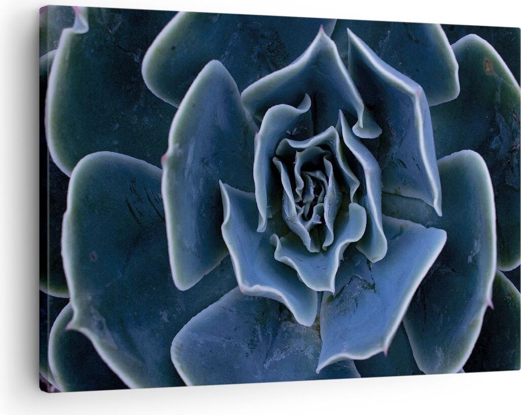 Bild auf Leinwand - Leinwandbild - Einteilig - Blau Kaktus Blume - 70x50cm - Wand Bild - Wanddeko - Wandbilder - Leinwanddruck - Bilder - Wanddekor...