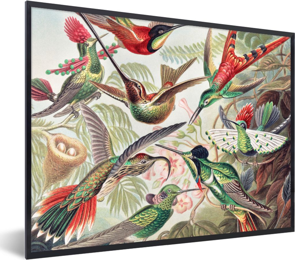 MuchoWow Gerahmtes Poster Kolibri - Vintage - Ernst Haeckel - Vogel - Kunst - Natur 80x60 cm - Poster mit Schwarzem Bilderrahmen Wandposter Rahme...
